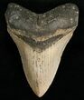 Megalodon Tooth - Carolinas #6667-1